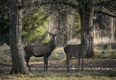 Deers in a forest clipart