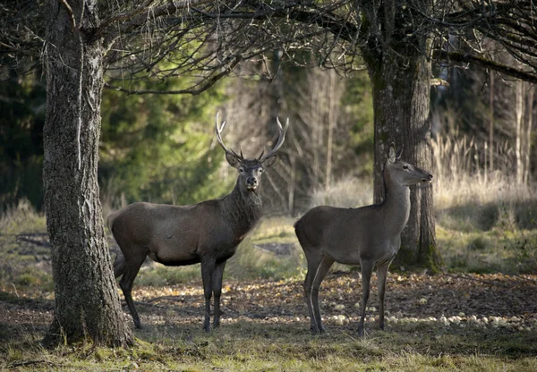 stock image Deers in a forest