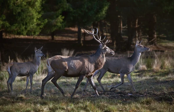 stock image Deers in a forest