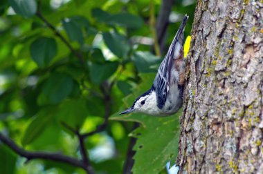 White-breasted Nuthatch clipart