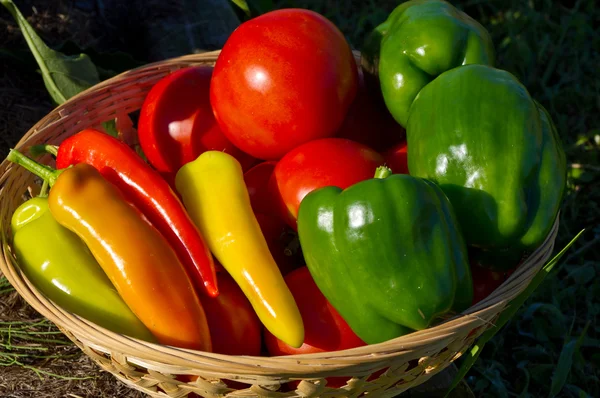 Tomatoes and Peppers — Stock Photo, Image
