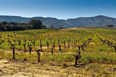 Vineyards in the foothills. clipart