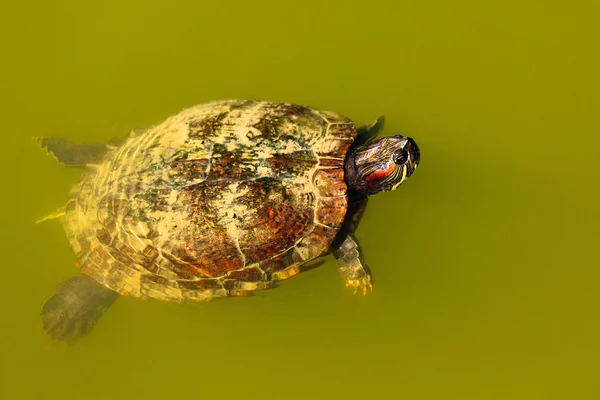 Turtle swimming. — Stock Photo, Image