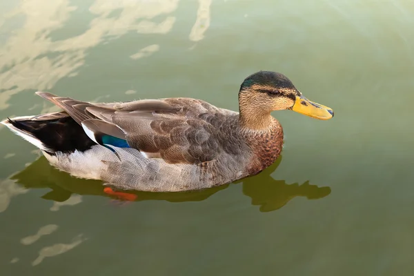 Wild duck in the water. — Stock Photo, Image