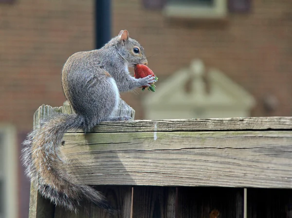 Squirrel and Strawberry — Stock Photo, Image