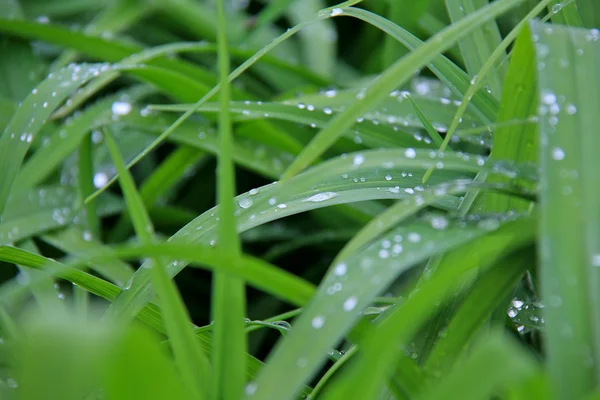 stock image Morning Dew