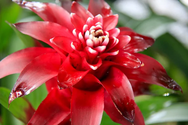 Червоний Роза мініатюрна вазонкова — стокове фото