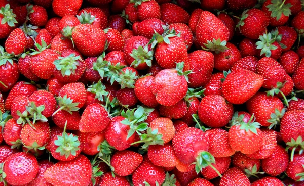 stock image Sea of Strawberry