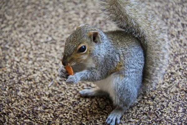 Squirrel and Almond — Stock Photo, Image
