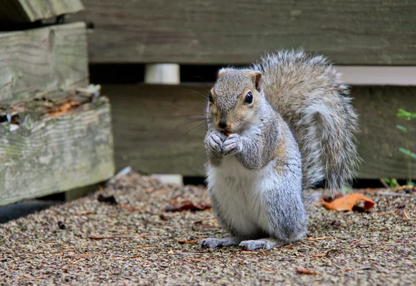 Squirrel and Almond — Stock Photo, Image