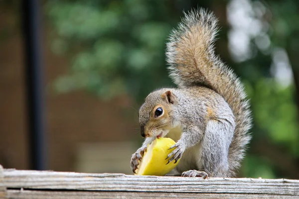 Eichhörnchen und Apfel — Stockfoto