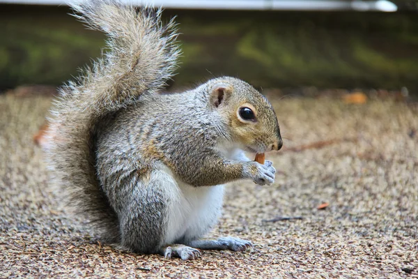 Squirrel with Almond — Stock Photo, Image