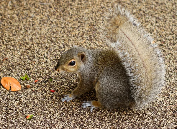 Little Squirrel — Stock Photo, Image