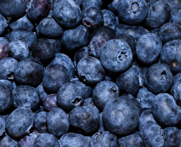 stock image Sea of Blueberry