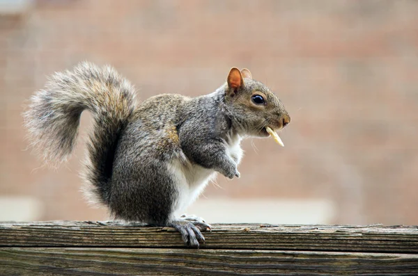 Squirrel with Cookie — Stock Photo, Image