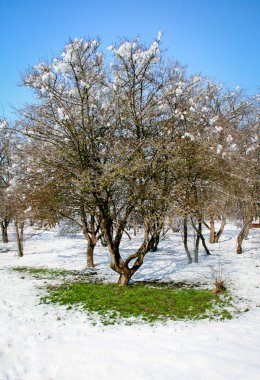 Bahar geliyor!