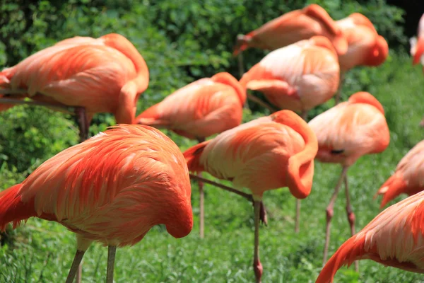 stock image Flamingo