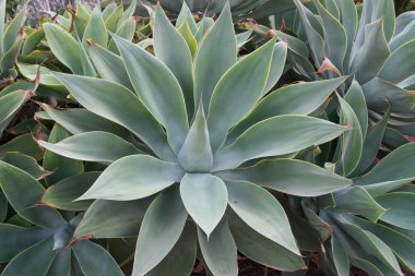 Agave plant clipart