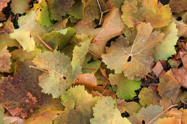 Colourful autumnally wine leaves