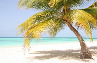 Hint Okyanusu önünde yalnız bir palm