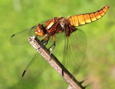 Dragonfly on a branch clipart