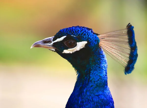 stock image Head of a peacock