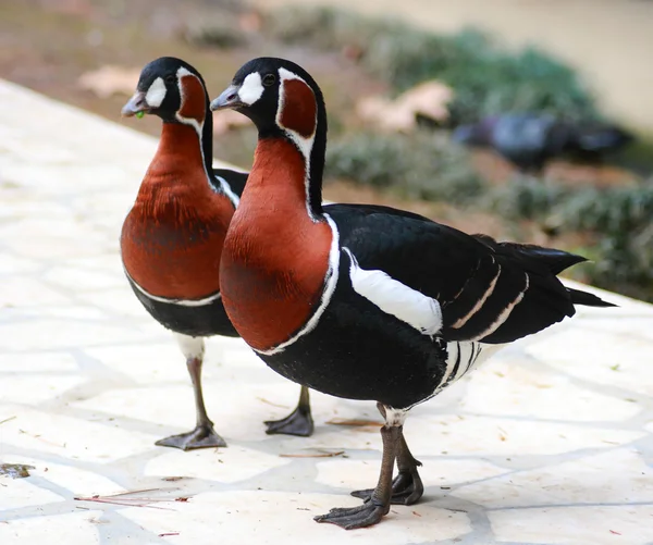 stock image Two motley birds