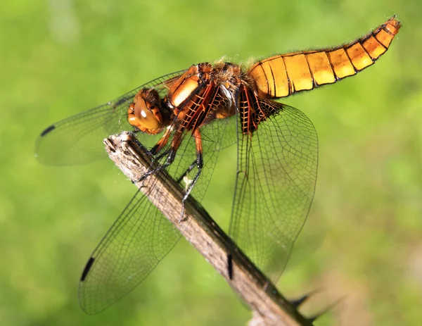 Dragonfly on a branch Stock Picture