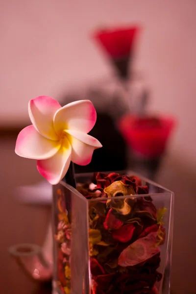 stock image A flower in a vase