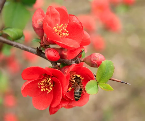 Méhecske ül egy virágon. Stock Kép