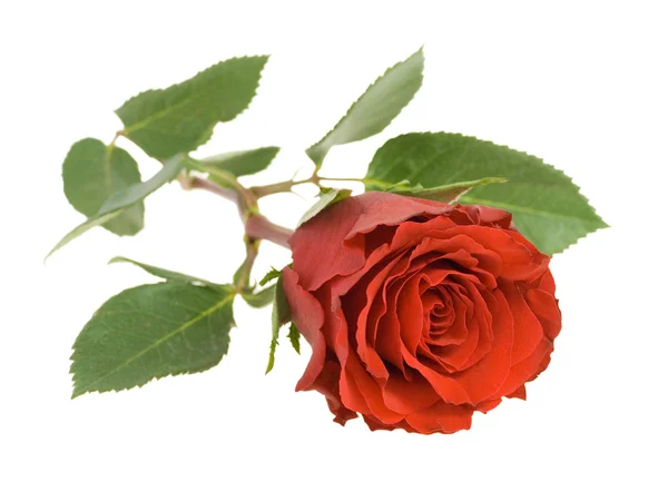 Červená růže. — Stock fotografie