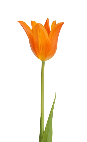 Tulipe. — Photo