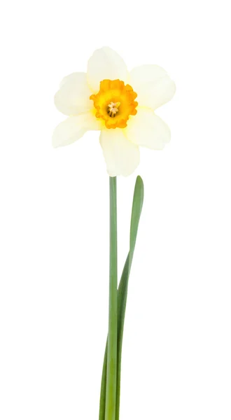 Narcissus. — Stockfoto