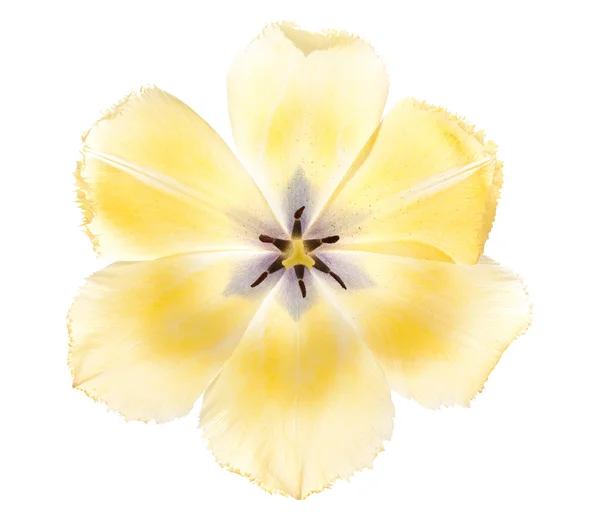 Желтый тюльпан . — стоковое фото