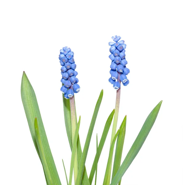 Jarní květina. — Stock fotografie