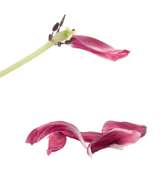 チューリップの花弁は古い. — ストック写真
