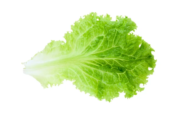Blad av grön sallad. — Stockfoto