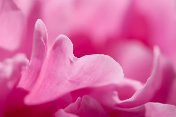 stock image Peony petals.