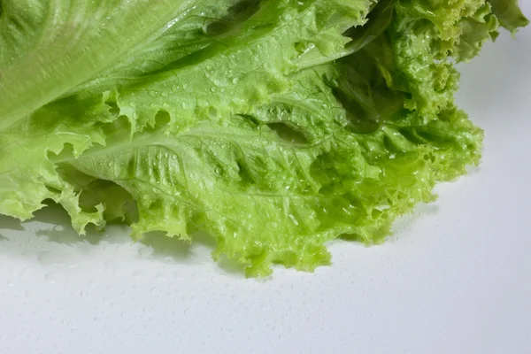 Blad av grön sallad. — Stockfoto