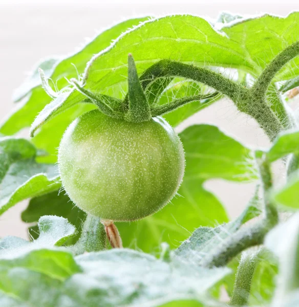 stock image Green tomato.