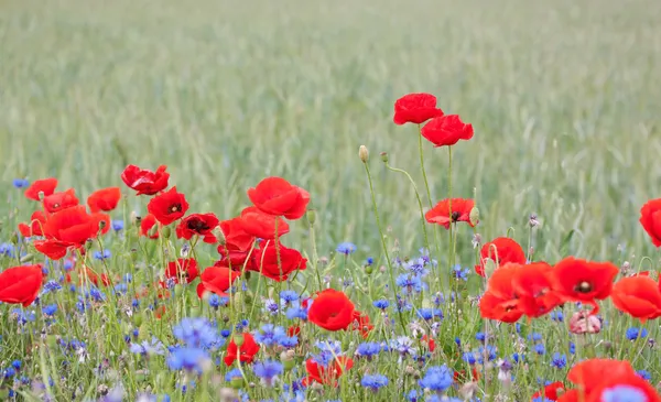 stock image Landscape with poppies and cornflowers.