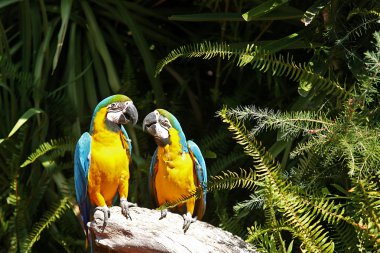 Couple of yellow chest Macaw clipart