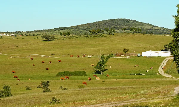 Eine Herde Kühe weidet auf einem Bauernhof — Stockfoto