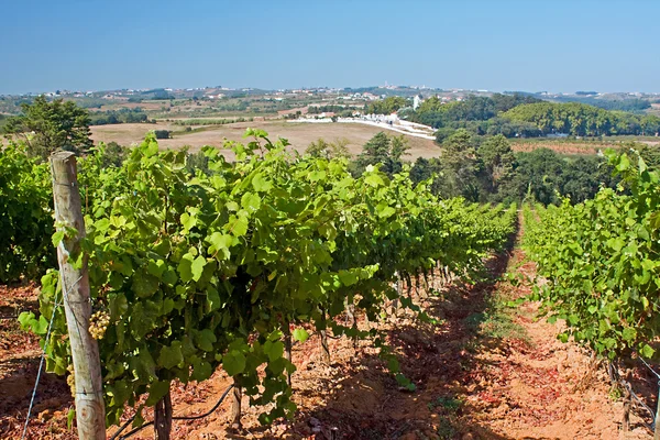 Vinmark på Portugals vestkyst - Stock-foto