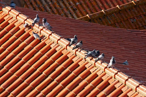 Tauben auf dem Dach lizenzfreie Stockfotos