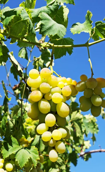 Białe winogrona w winnicy — Zdjęcie stockowe