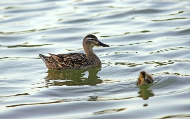 Female mallard duck and her funny child clipart