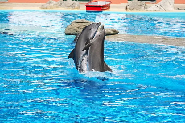 Delfíni tanec — Stock fotografie