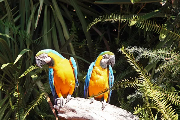 stock image Chest yellow macaws