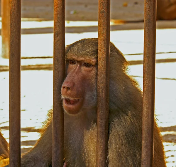 stock image Sad Baboon